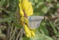 butterfly (named BlÃÂ¤uling) on Ã¢â¬â¹Ã¢â¬â¹yellow plant